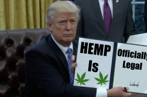 Hemp Is Officially Legalized As President Trump Signs The New Farm Bill