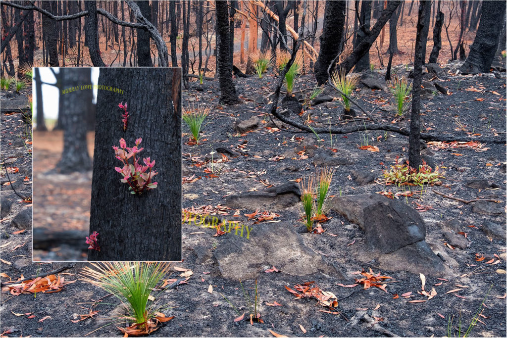 Stunning Images Show Plants In Australia Already Regenerating Across ...