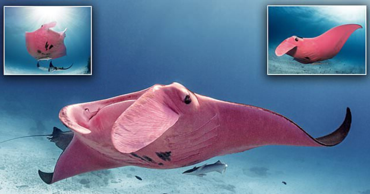 pink manta ray