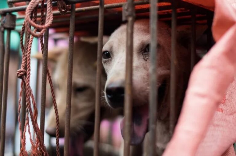 Yulin Dog Meat Festival 2022 China Grills Dogs Alive