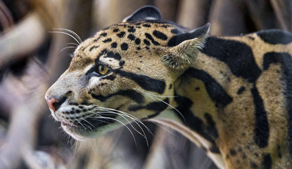 Once Thought Extinct Meet The Fascinating Formosan Clouded Leopard