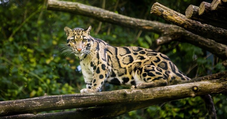Once Thought Extinct: Meet The Fascinating Formosan Clouded Leopard