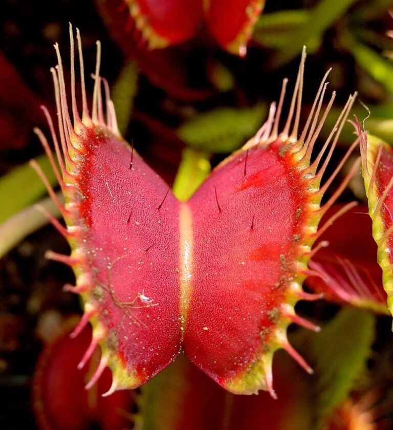 this-phallic-looking-object-is-a-living-plant-in-the-philippines