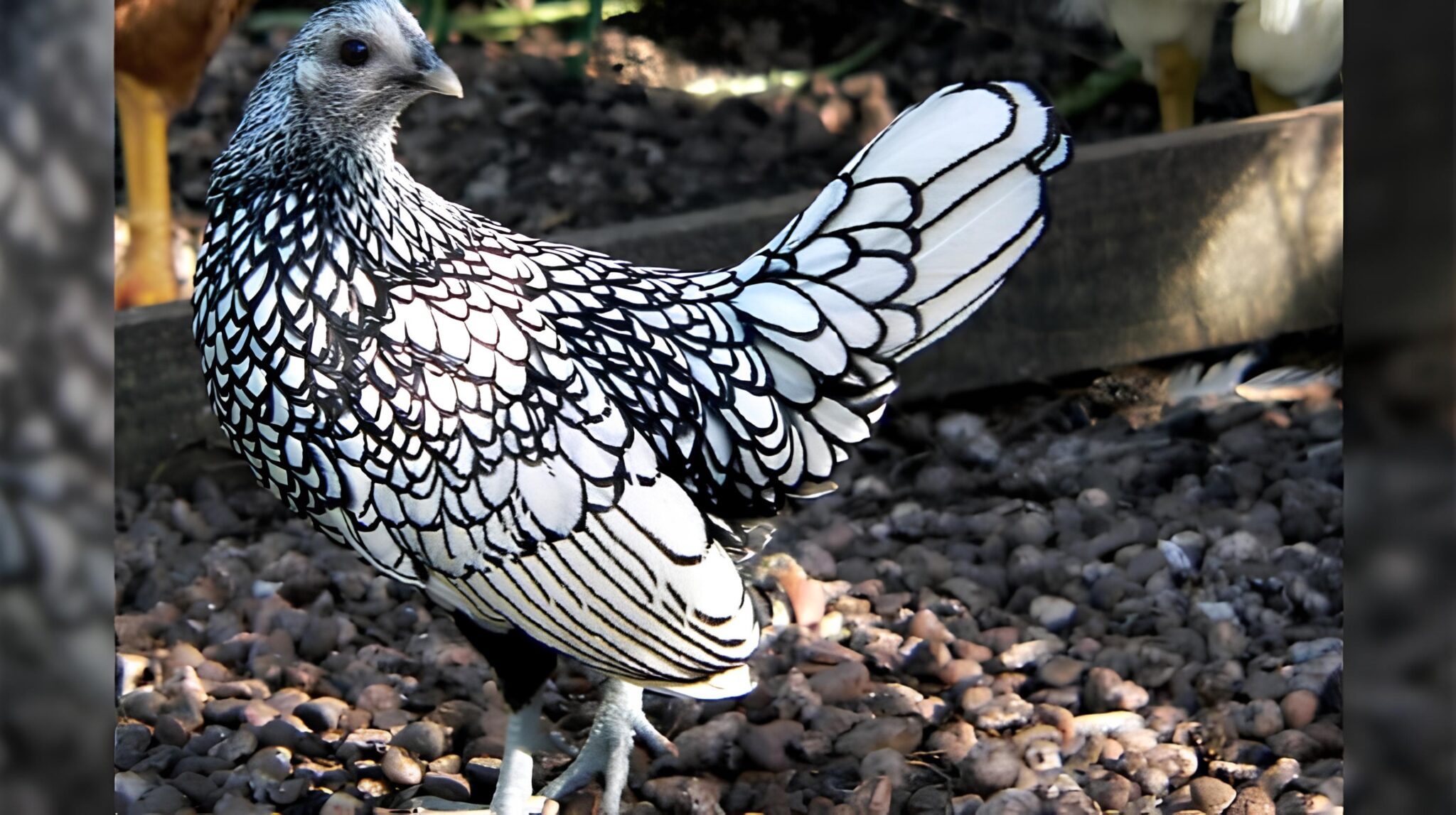 Nature's Living Coloring Book with the Majestic Sebright Chicken